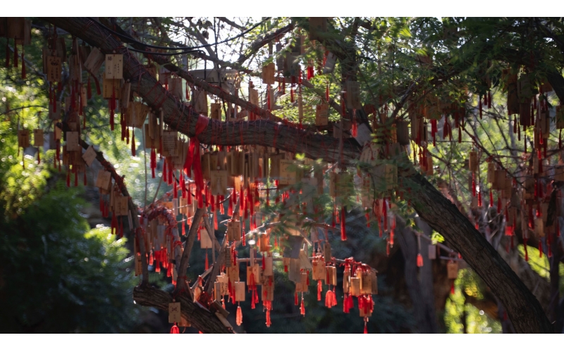 文冠樹(shù)